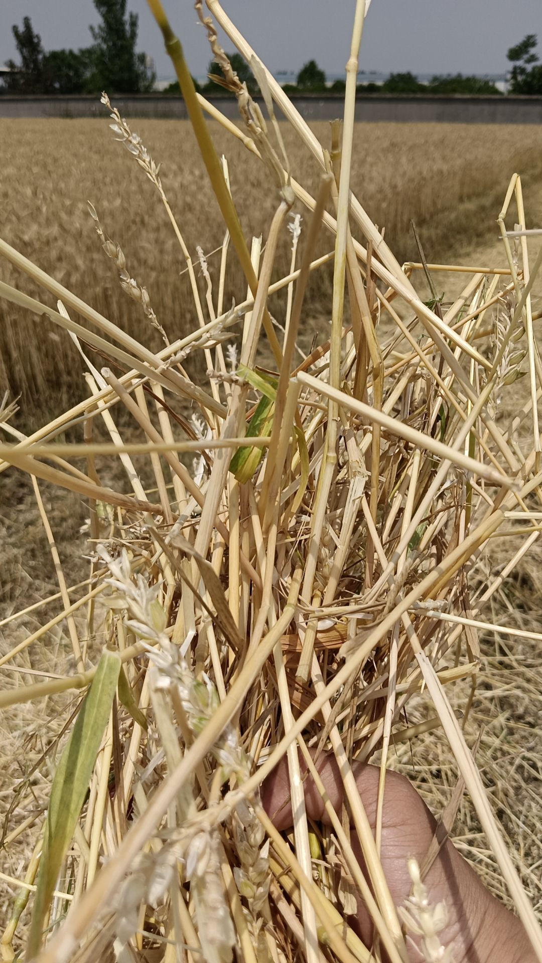 小麦，玉米秸秆 原草， 优貭揉丝除尘风选麦秸玉米草料！