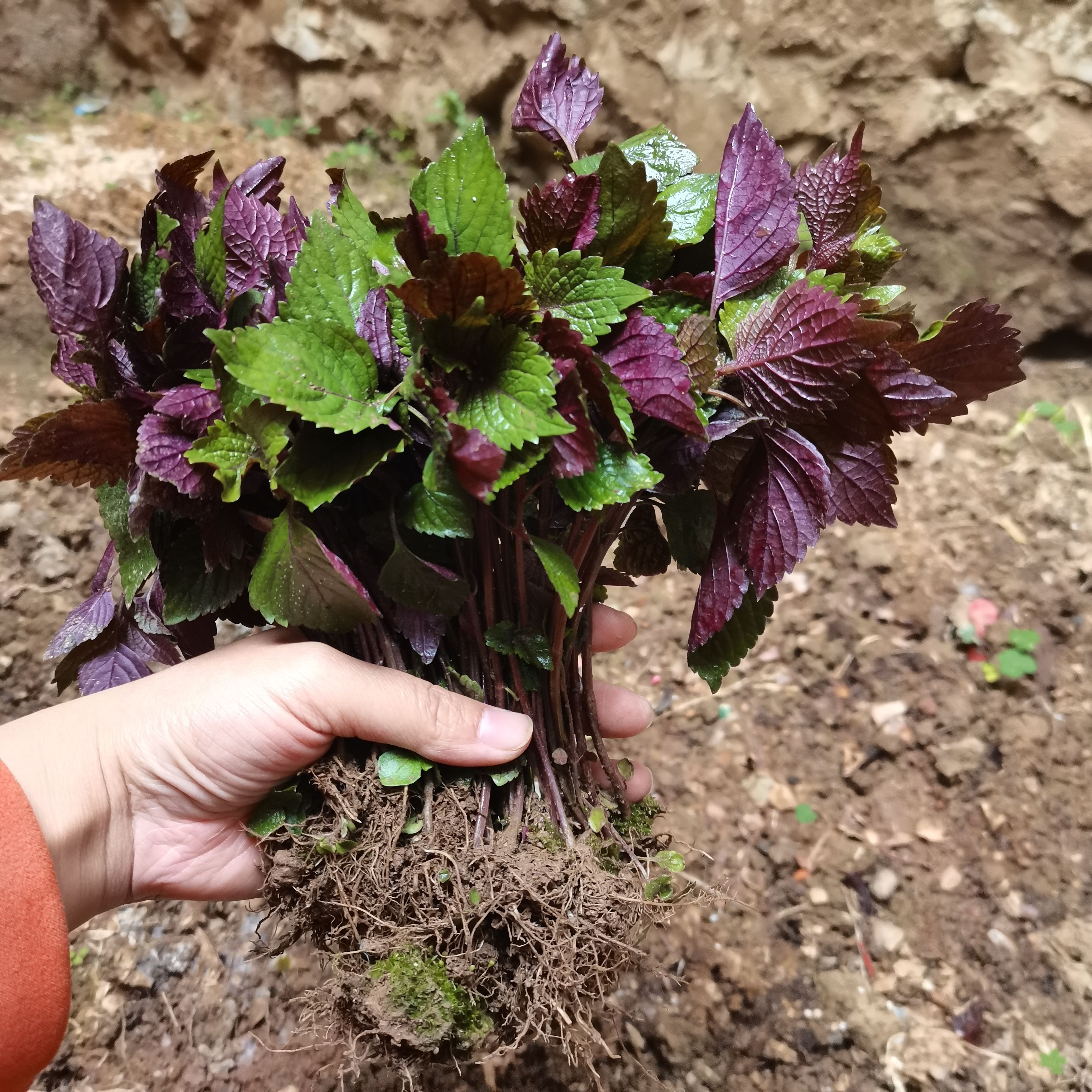 桂林双面紫苏苗、大苏叶、四季栽种现摘现发农家紫苏幼苗食用紫苏