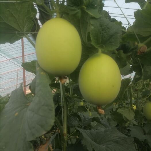 西安吊漫甜瓜，糖度髙，口感好