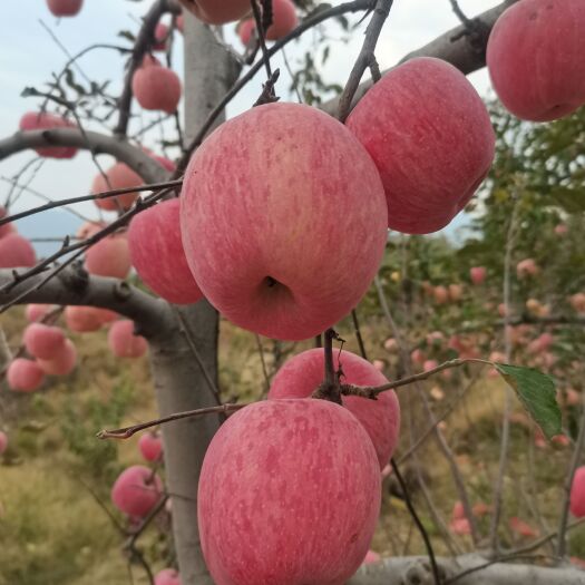 内丘县苹果