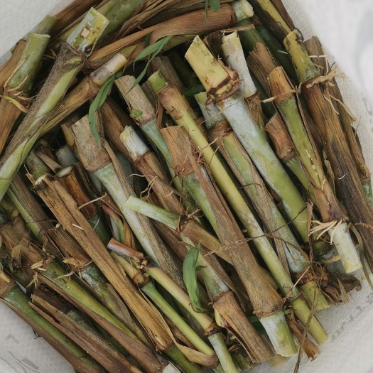 万载县皇竹草，甜象草，红象草