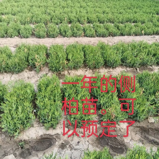 蔚县侧柏床苗