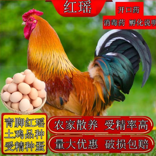 青脚红瑶鸡种蛋纯种红瑶受精蛋可孵化小鸡土鸡种蛋受精蛋可食用