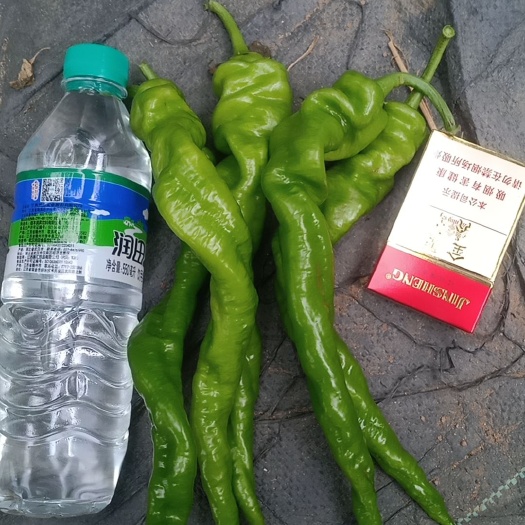 宁都县宁都螺丝椒，螺线椒