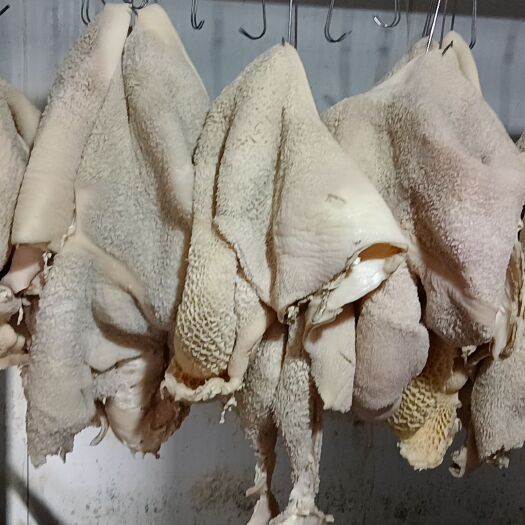 河北廊坊牛肚,诚信经营,欢迎选购………………………