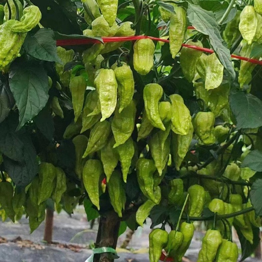 镇雄县工业辣椒，涮涮辣，鲜椒干椒，量大优惠，基地种植，合作联系