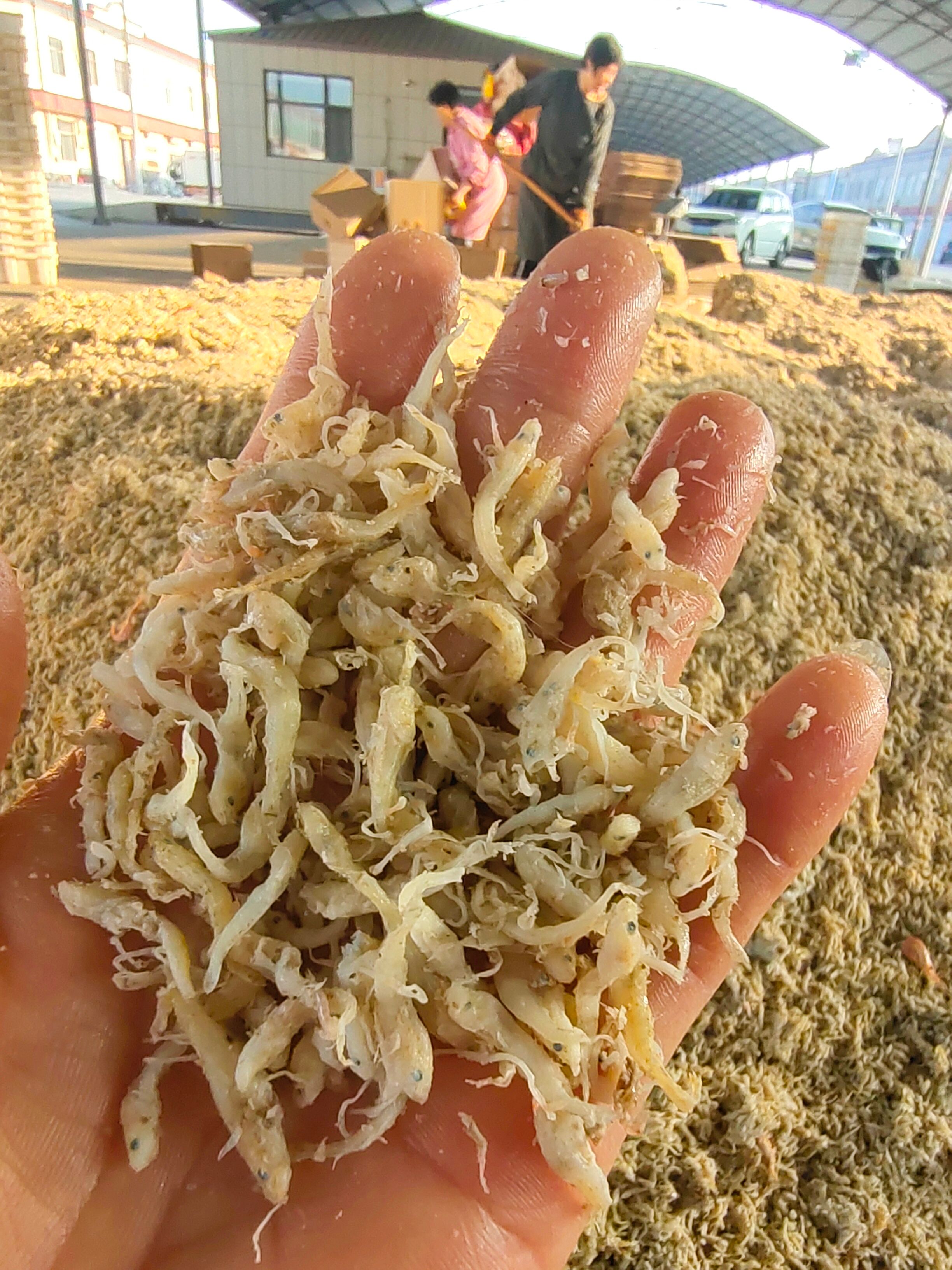 节头鱼！饲料鱼！虾饲料，喂蟹鱼鸡鸭鹅都可以！自家渔船上的货