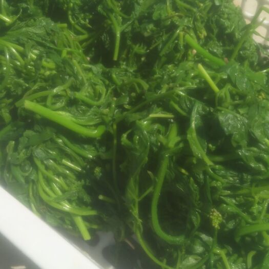 无极县荠菜