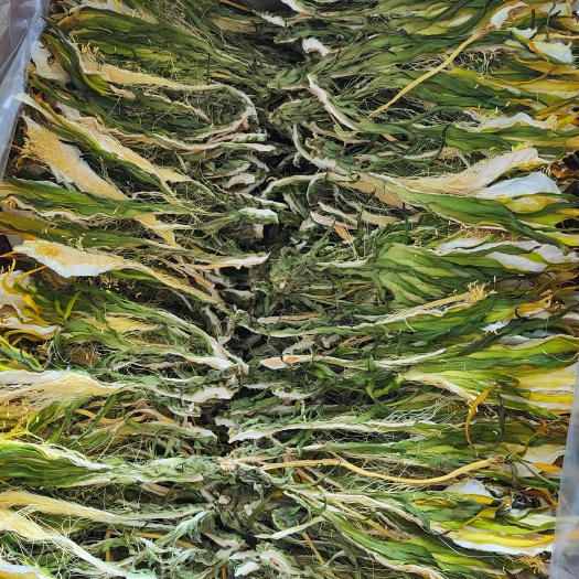 剑花、火龙果花