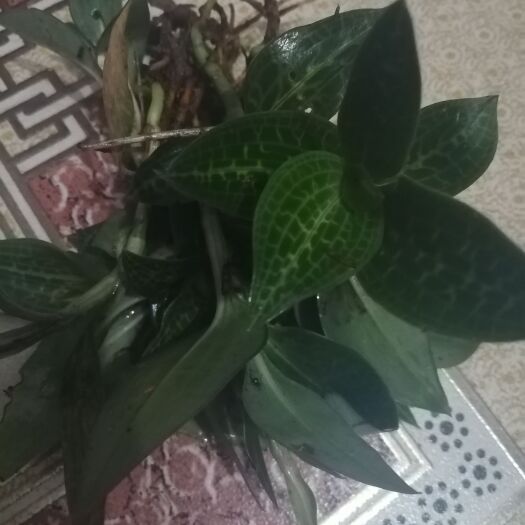 三穗县斑叶兰