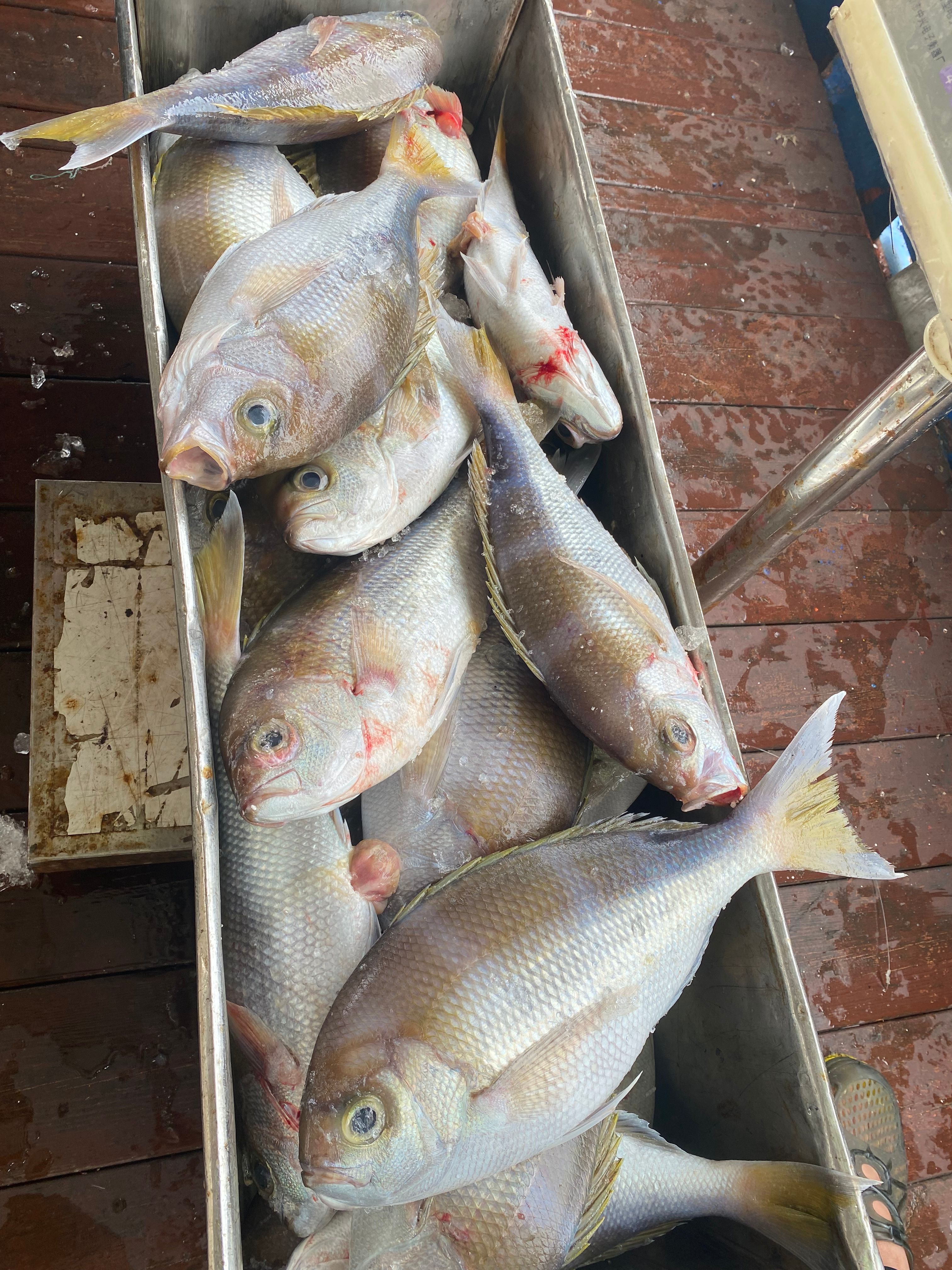 海钓青鸡鱼 肉质堪比石斑 但比石斑便宜哦 刺身、清蒸都很美味