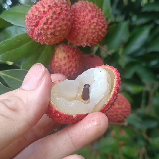 高州市自家的桂味荔枝
