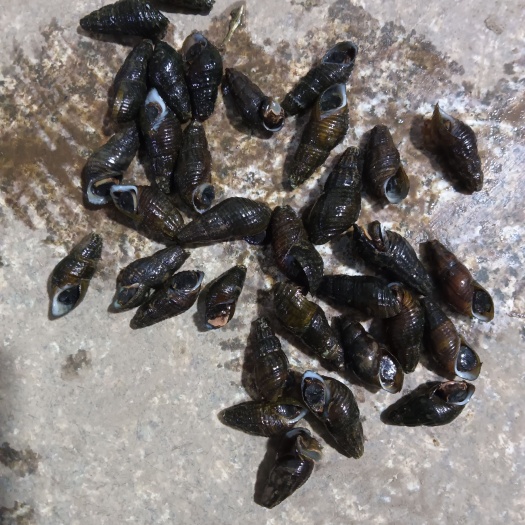 上饶清纯淡水山坑螺