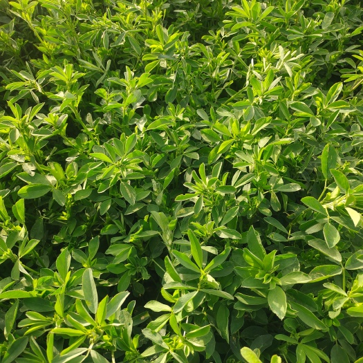 昭苏县苜蓿草干草牛羊马吃的草料奶牛奶山羊饲料
