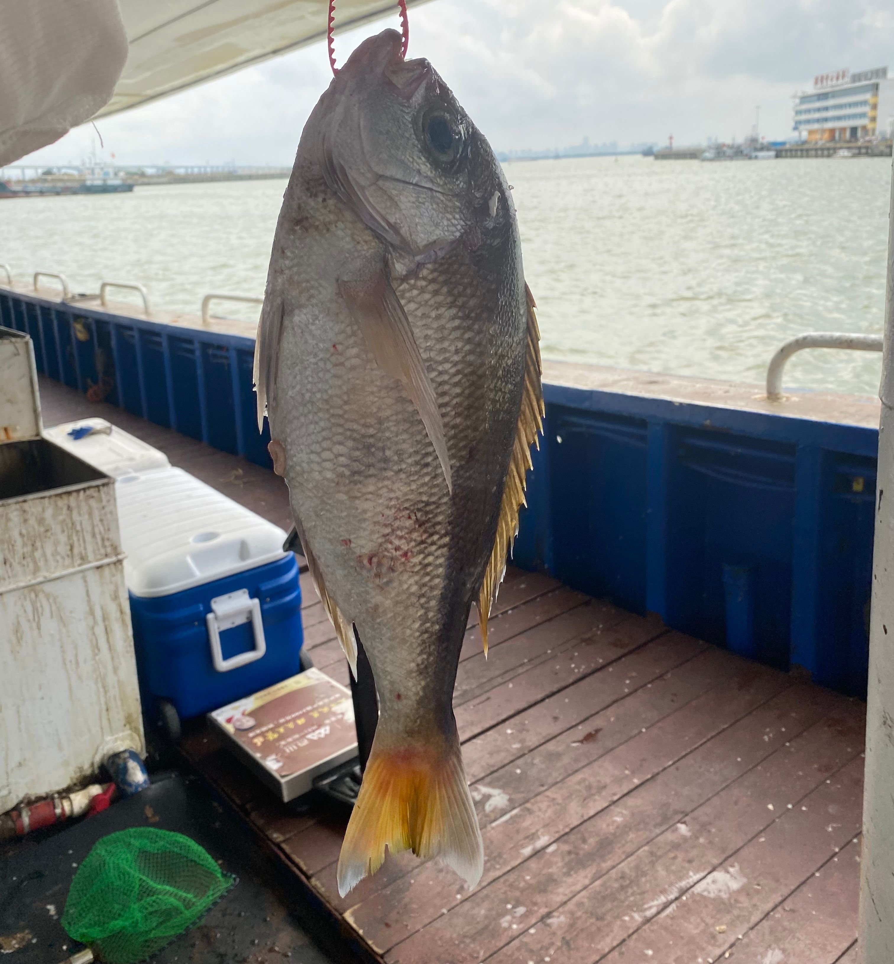 海钓青鸡鱼 肉质堪比石斑 但比石斑便宜哦 刺身、清蒸都很美味