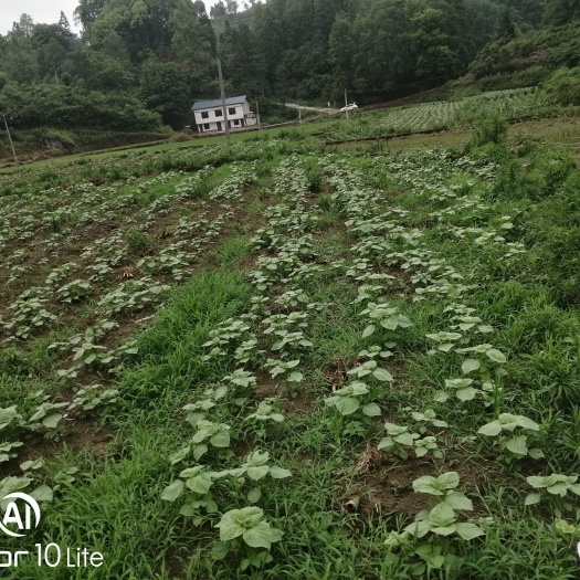 余庆县紫苏鲜叶