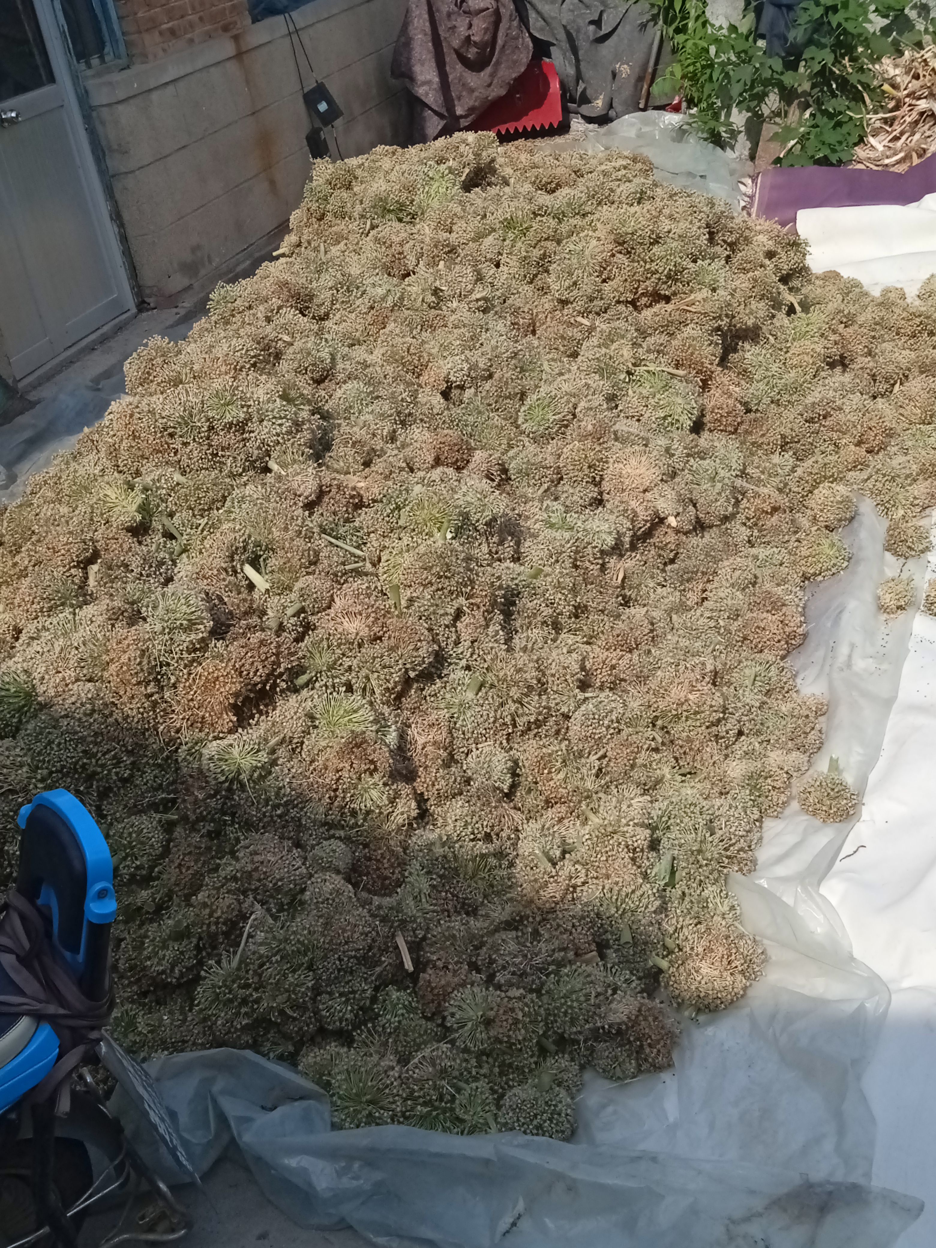 梧桐葱种子，产量高，直径粗大