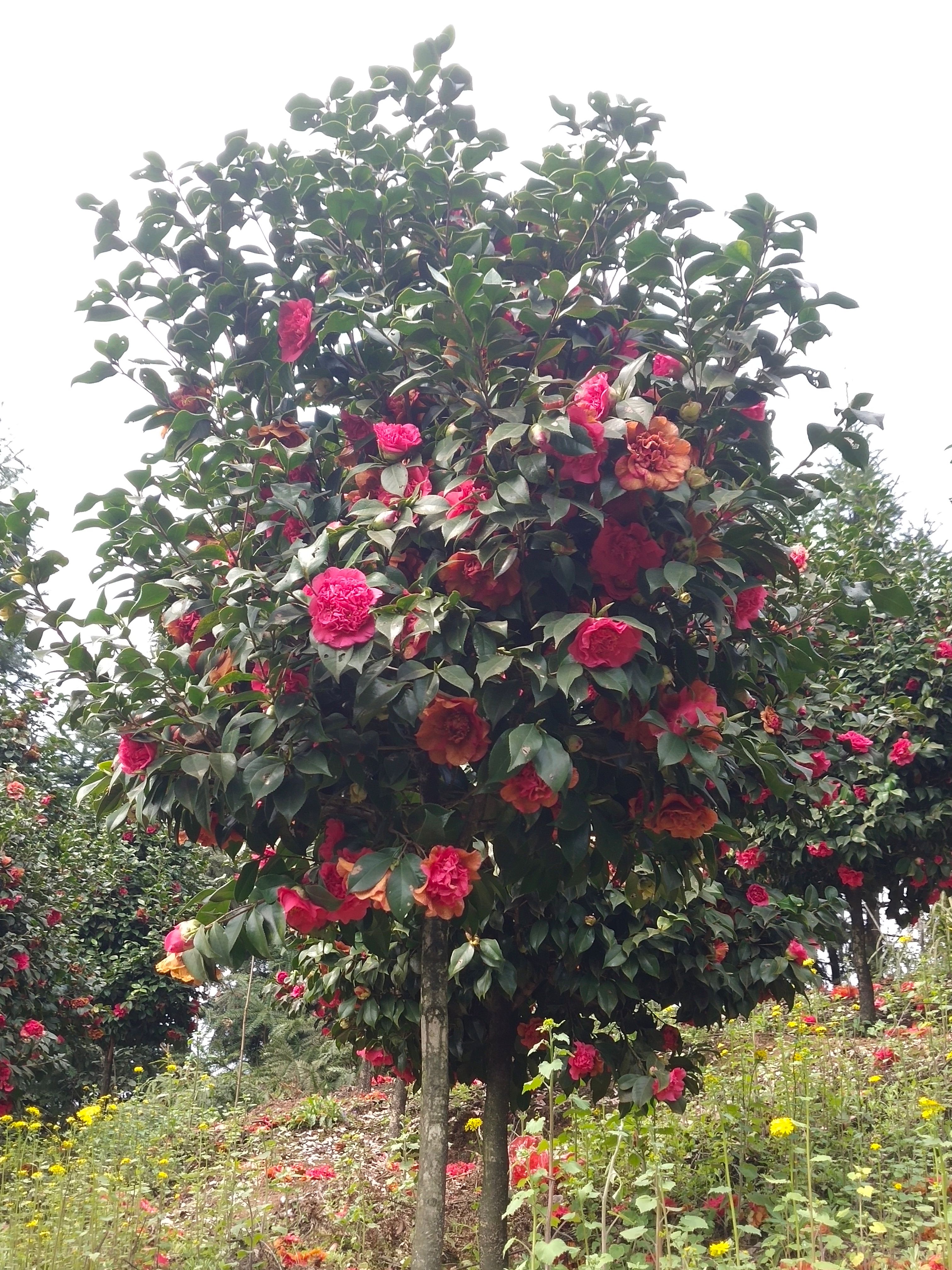 茶花树 140cm以上