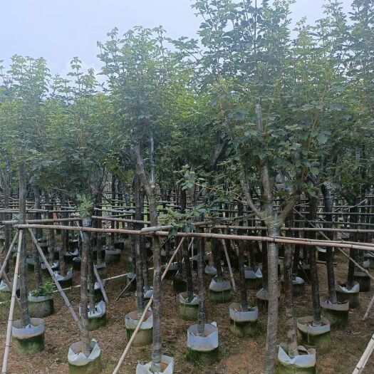 普宁市5/30分黄花风铃木