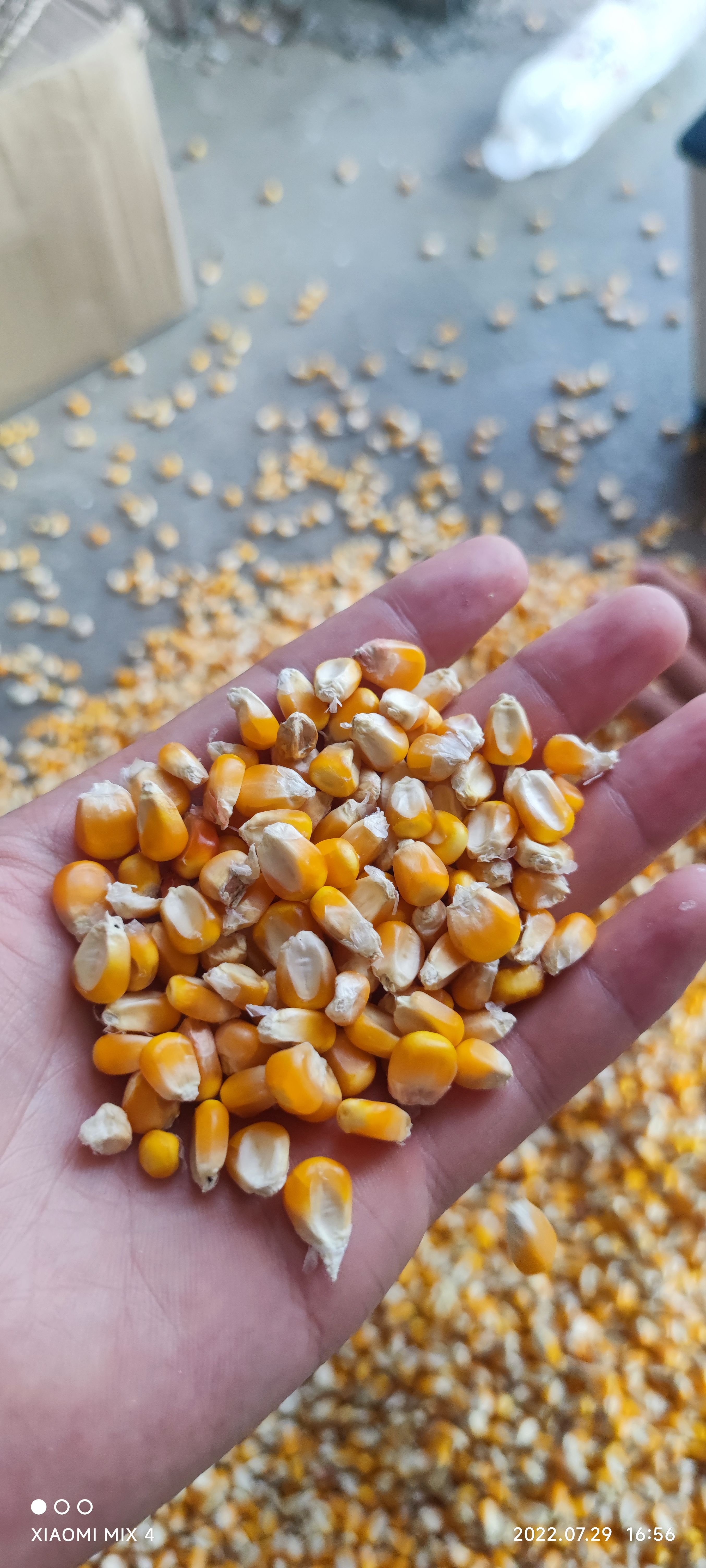 天门市湖北玉米，玉米棒干玉米粒自然干烘干小净粮，水分13