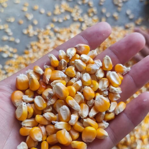 天门市湖北玉米，玉米棒干玉米粒自然干烘干小净粮，水分13