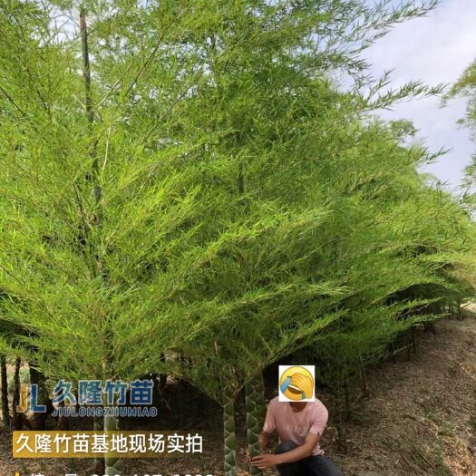 盱眙县龟甲竹 龟背竹 龙鳞竹