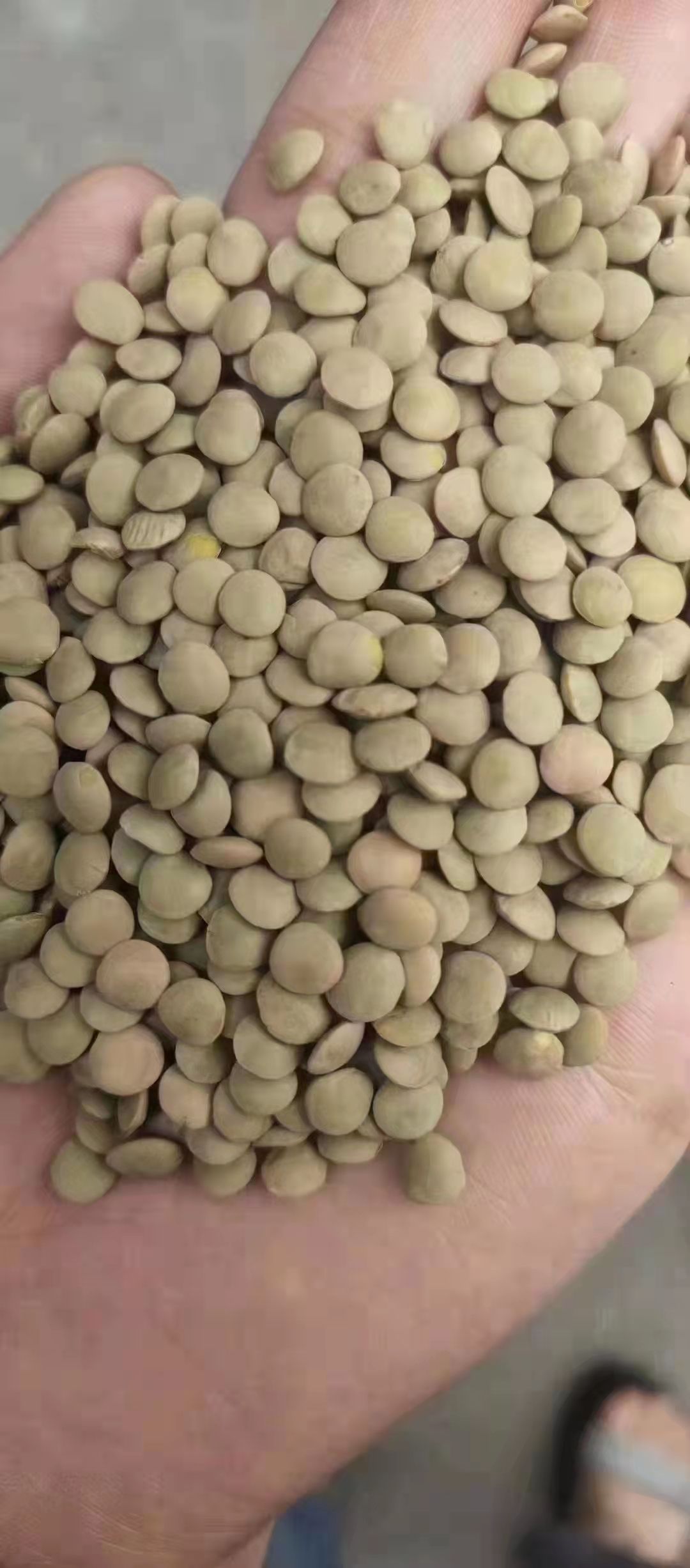 甘肃绿扁豆小扁豆西北特产高原旱地扁豆兵豆发豆芽煮粥做凉粉批发