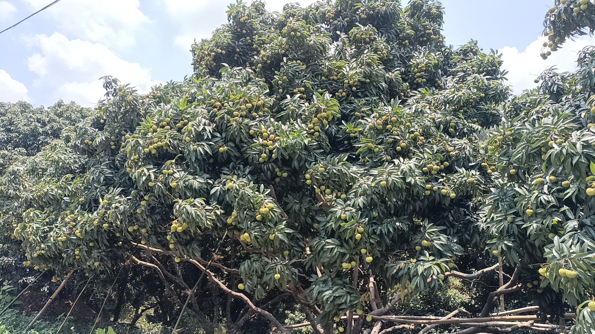 香山鸡嘴荔枝