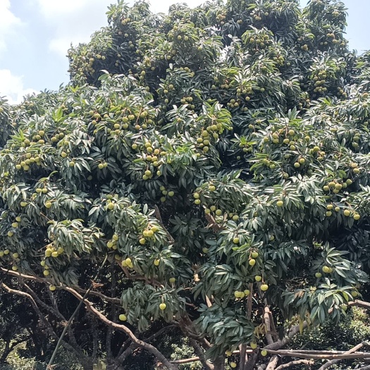 合浦县香山鸡嘴荔枝