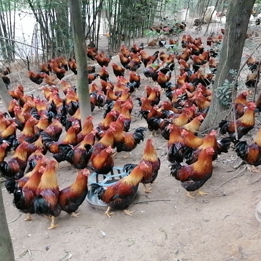 阳山县清远鸡阳山鸡，正宗玉米杂粮鸡玉米鸡，扇鸡