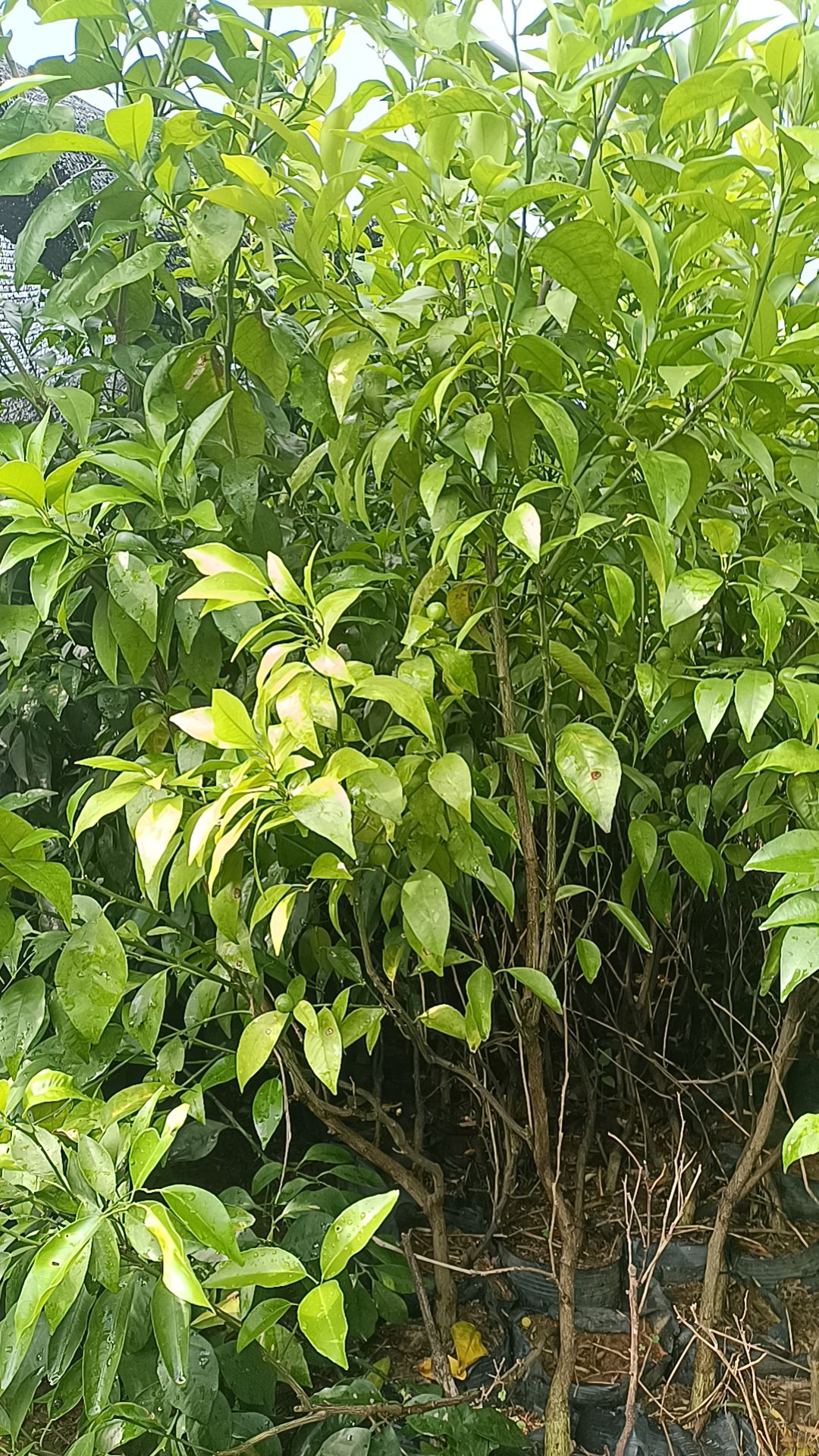 占地柑橘杯苗