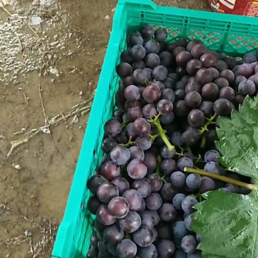 佛山夏黑葡萄，