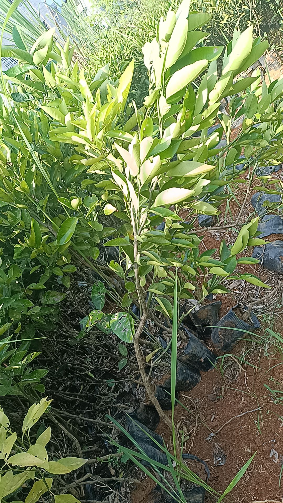 占地柑橘杯苗