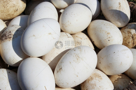 莱州市台洲鹅种蛋