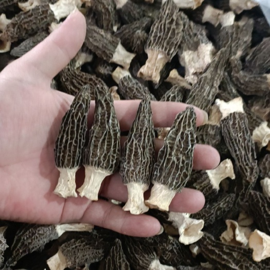 古田县羊肚菌厂地直销5斤一件，一手货源，价格便宜，质量保证