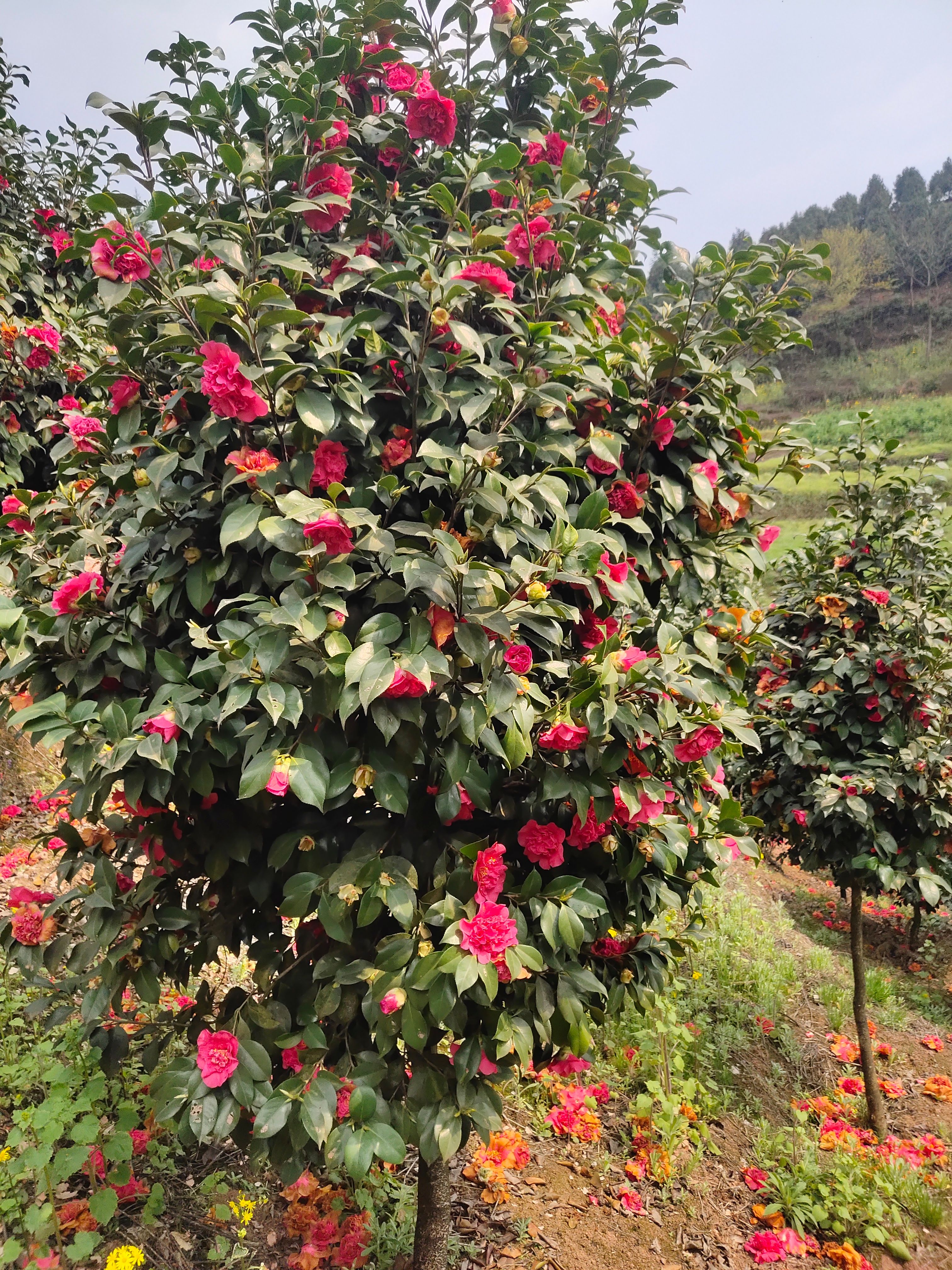 茶花树 140cm以上