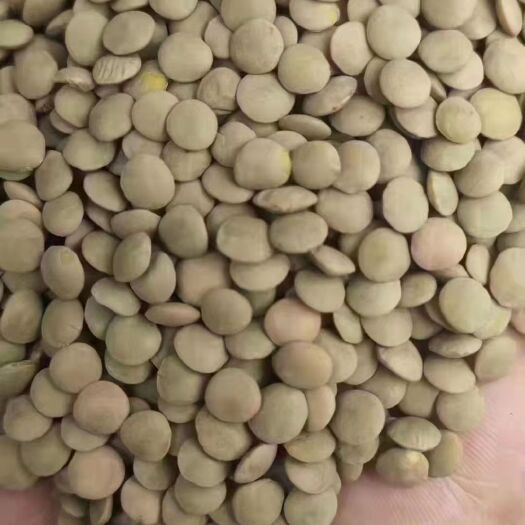 甘肃绿扁豆小扁豆西北特产高原旱地扁豆兵豆发豆芽煮粥做凉粉批发