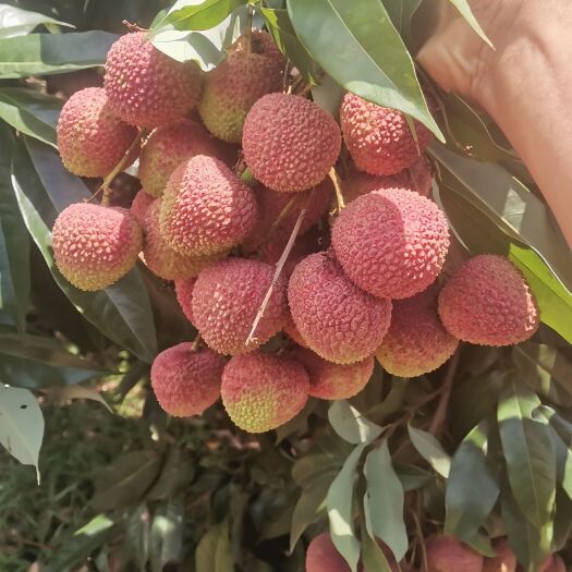 廉江市大量供应妃子笑桂味