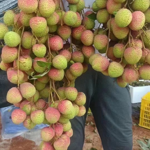 妃子笑荔枝