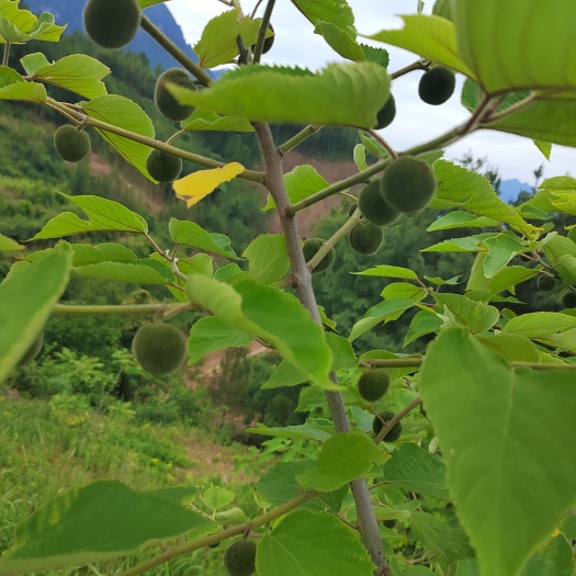 旺苍县楮实子鲜果预订构树叶预订，有1000斤