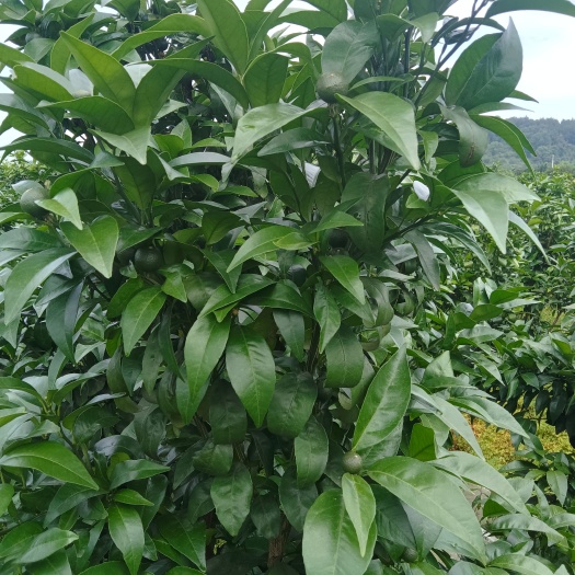 沃柑挂果树