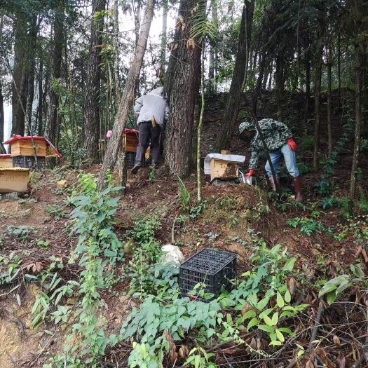 永安市福建高山蜂蜜今年产