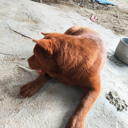 陸河縣潮汕五紅犬幼崽