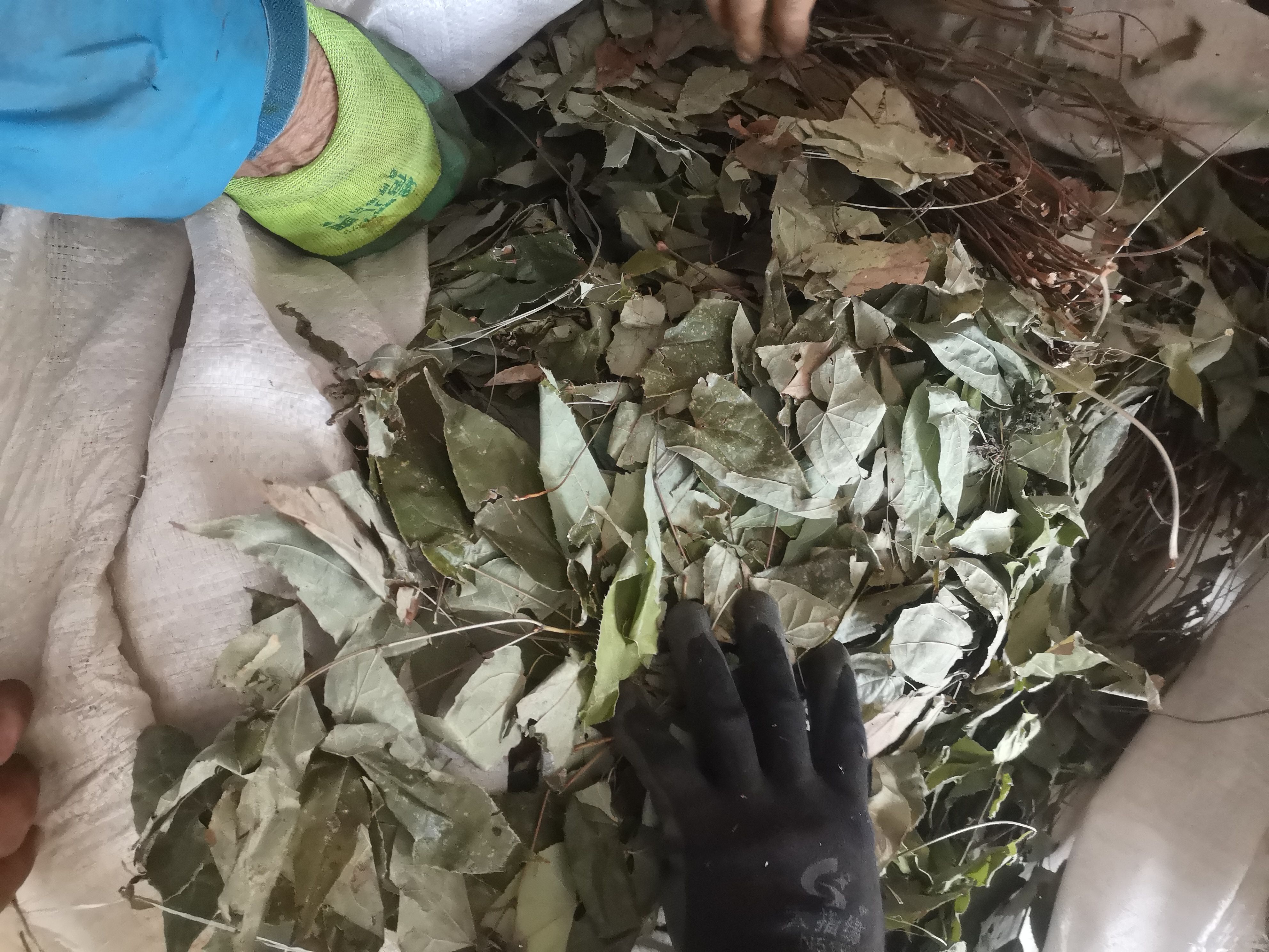 淫羊藿无根