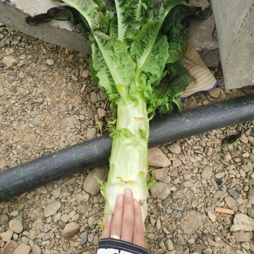 香格里拉红叶莴笋
