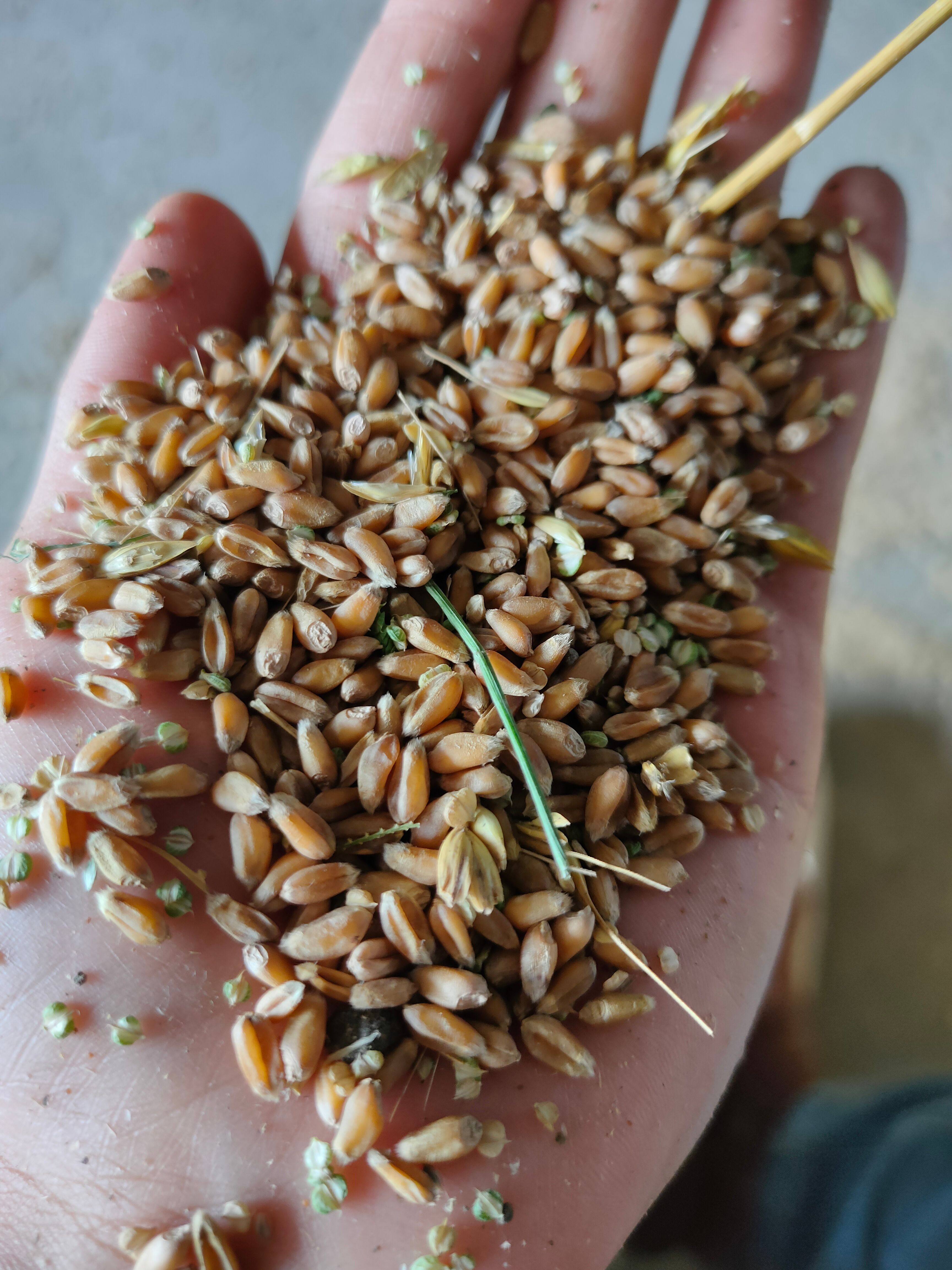 扬州白麦 2023年江苏扬州新小麦大批量白小麦软质小麦