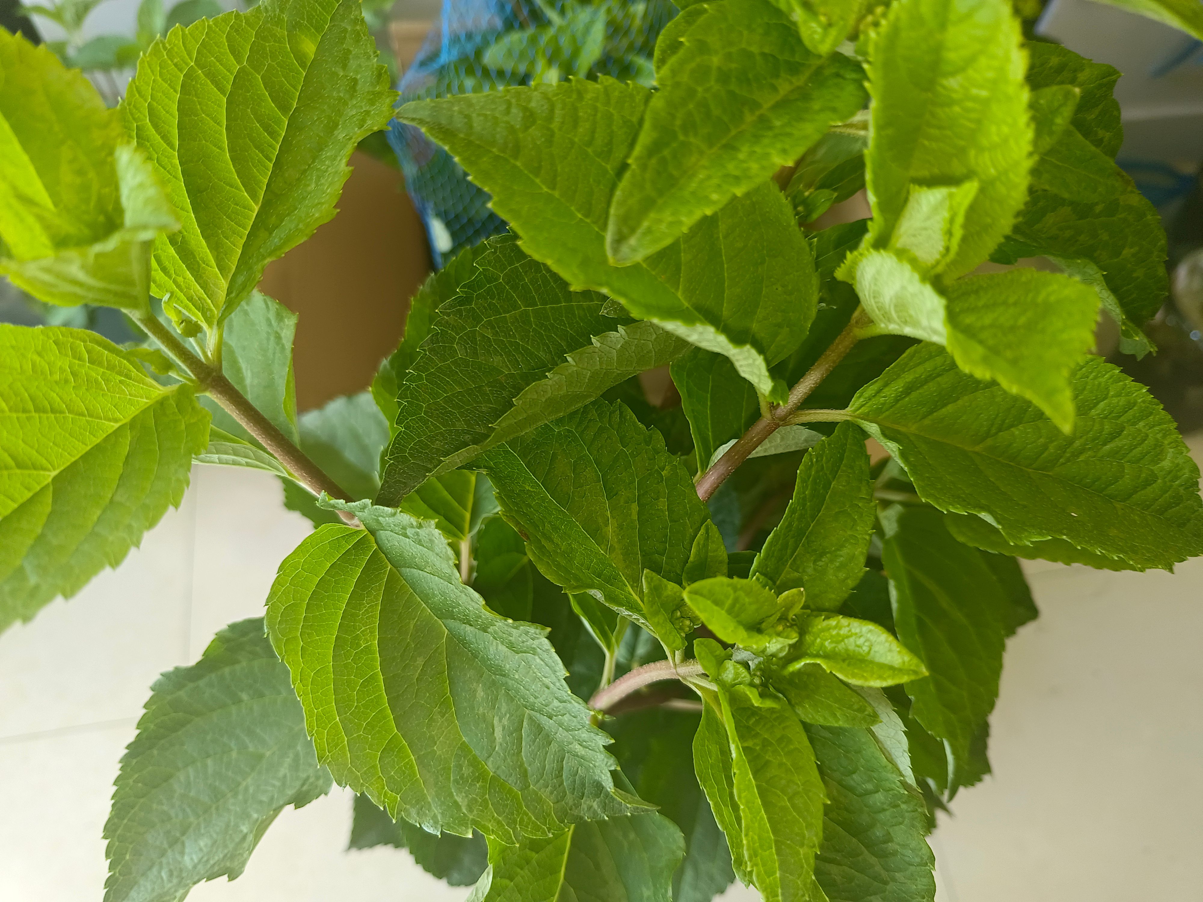 圆锥绣球-香草草莓