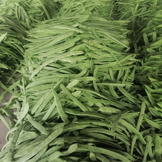 應(yīng)縣大扁架豆王小金豆白不老青椒牛角各種蔬菜品種齊全歡迎各位老板