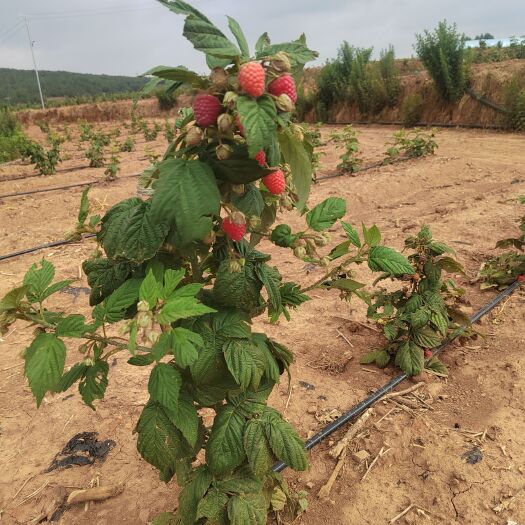 昆明欢迎收购商采购，量大从优