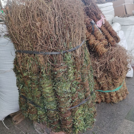 玉林有叶长扎鸡骨草